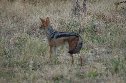 Black backed jackal 